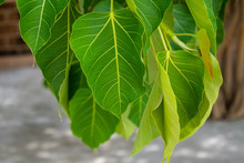 Close-up Of Bodhi Tree Leaves, It Is An Important Pilgrimage Site For Buddhists And They Believed Buddha's Enlightenment Underneath The Bodhi Tree.