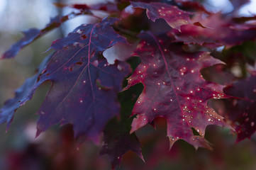 Poster - Red leaves of oak tree.