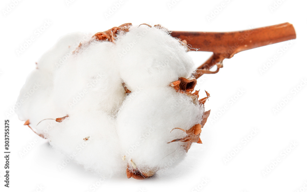 Beautiful cotton flower on white background