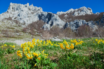 Primula auricula, often known as auricula, mountain cowslip or bear's ear on the Velebit mountain in early spring