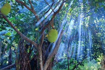 Delicious fruit jackfruit on tree