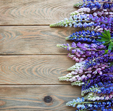 Pink And Purple Lupine Flowers