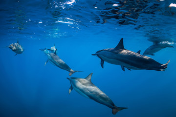 Wall Mural - Spinner dolphins swimming in Indian ocean at Mauritius