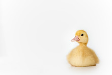 Lovely Yellow Duck On White Background Isolated.