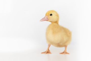 lovely yellow duck on white background isolated.