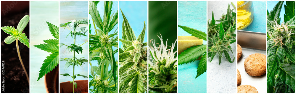 Cannabis collage. Many photos of various stages of growing marijuana plants at home, and organic hemp products - obrazy, fototapety, plakaty 