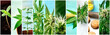 Cannabis collage. Many photos of various stages of growing marijuana plants at home, and organic hemp products