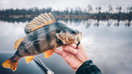 Close-up perch in the hand of a fisherman.