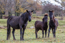 Caballos De Raza Pottoka En La Pradera. Equus Caballus.