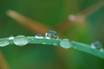 Close up rain drops on blade of green grass, negative space