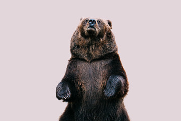 Wall Mural - Minimal style portrait of a bear.