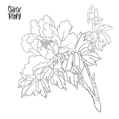 Peony tree branch with flowers with pheasants in the style of Chinese painting on silk Set of elements for design Outline hand drawing vector illustration..