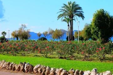 Wall Mural - Park in Cannes, France