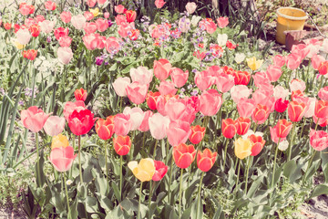 Poster - tulips in Japan