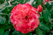Floribunda rose or scentimental ros  striped in white and red.