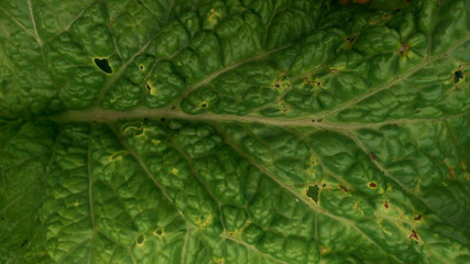 texture of green, studded sheet