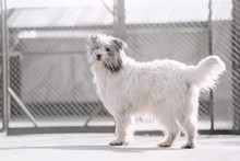 Adorable Mixed Breed Dog Standing In An Animal Shelter
