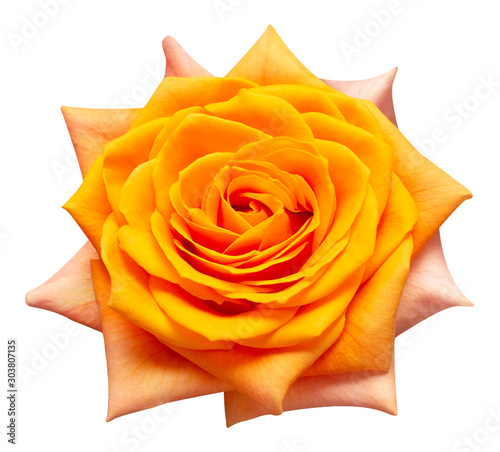 Orange Rose Flower Isolated On White Background Wedding Card Bride Greeting Summer Spring Flat Lay Top View Love Valentine S Day Buy This Stock Photo And Explore Similar Images At Adobe Stock