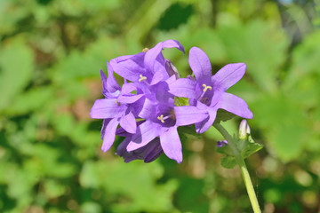 Canvas Print - Blue wildflowers (Campanula cephalotes) 6