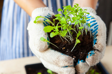 Woman's hands planting sprouts in pot with dirt or soil in container