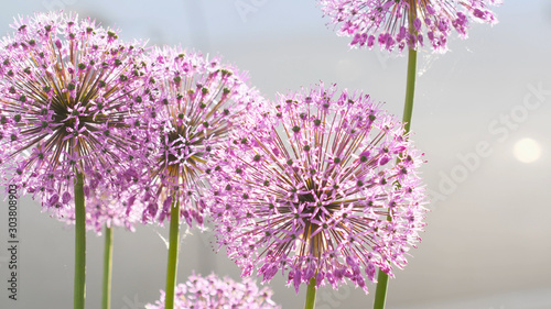 Fototapeta Czosnek - kwiaty  owady-na-kwiat-cebuli
