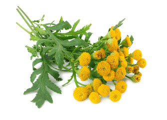 Tansy (Tanacetum Vulgare) flowers isolated on white background. bunch of tansy flowers