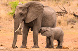 Fototapeta Sawanna - African Elephant cow standing at the waterhole while her young calf suckles from her