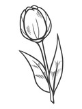Fototapeta Tulipany - Hand drawn tulip on white background