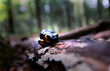 Salamandra plamista (Salamandra salamandra) w jesiennym mglistym lesie