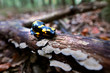 Salamandra plamista (Salamandra salamandra) w jesiennym mglistym lesie