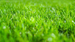 trawa-grass