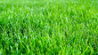 trawa-grass