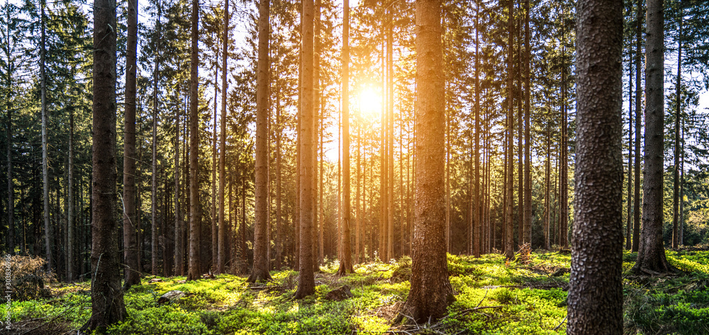 Silent Forest in spring with beautiful bright sun rays - obrazy, fototapety, plakaty 