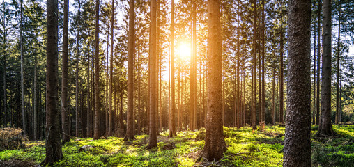 Silent Forest in spring with beautiful bright sun rays