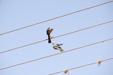 birds on a wire