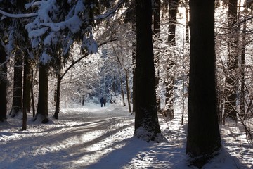 path in winter forest in the National Park Elk Island