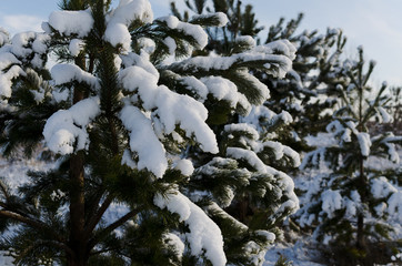 Poster - snow covered pine branch closeup on sky background