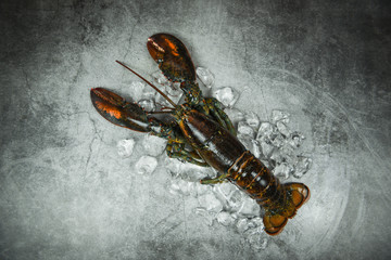 Wall Mural - Fresh lobster shellfish in the seafood restaurant for cooked food / Raw lobster on ice on a black stone table