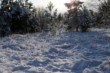 Poster - trees and grass covered with snow