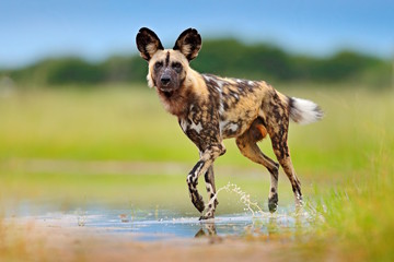 wild dog, walking in the green grass with water, okavango delta, botswana in africa. dangerous spott