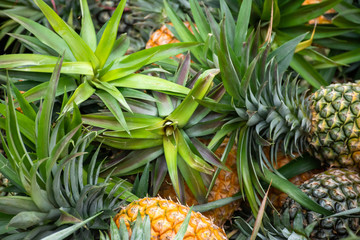 Ripe pineapples group texture background.