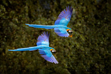 Macaw Parrot In Flight. Big Blue Ara Ararauna In The Dark Green Forest Habitat In Pantanal, Brazil. Action Wildlife Scene From South America. Bird In The Tropic Green Forest. MAcaw In The Habitat.