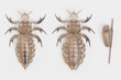 Realistic 3d Render of Head Lice