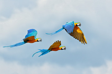 Wall Mural - Blue macaw parrot fly. Big parrot in flight. Ara ararauna on the blue syk in Pantanal, Brazil. Action wildlife scene from South America. Three birds fly in the wild nature. Wildlife Brazil.