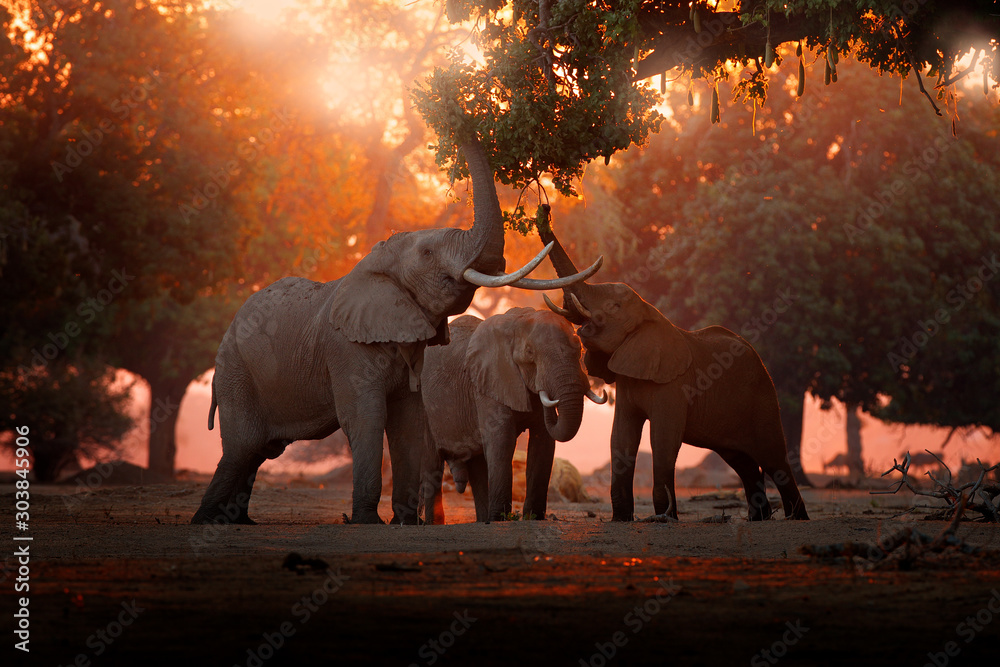 Elephant feeding feeding tree branch. Elephant at Mana Pools NP, Zimbabwe in Africa. Big animal in the old forest. evening light, sun set. Magic wildlife scene in nature. - obrazy, fototapety, plakaty 