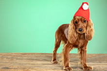 Christmas Gift. English Cocker Spaniel Young Dog Is Posing. Cute Playful Brown Doggy Or Pet Lying On Wooden Floor Isolated On Green Background. Concept Of Motion, Action, Movement, Pets Love.