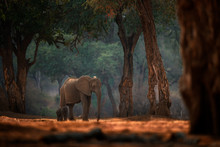 Elephant Baby. Elephant At Mana Pools NP, Zimbabwe In Africa. Big Animal In The Old Forest, Evening Light, Sun Set. Magic Wildlife Scene In Nature. African Elephant In Beautiful Habitat. Young Pup.