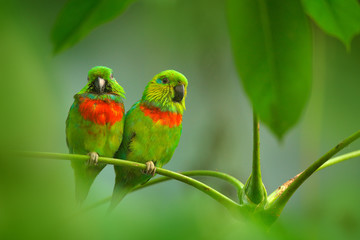 salvadori's fig-parrot, psittaculirostris salvadorii, pair of green parrots, sitting on the branch, 