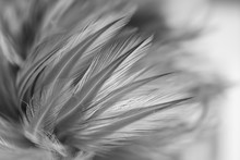 Gray Chicken Feathers In Soft And Blur Style For Background, Black And White