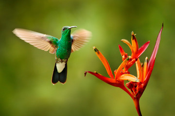 Wall Mural - Green hummingbird from Colombia, green bird flying next to beautiful red flower, action feeding scene in green tropical forest, animal in the nature habitat.